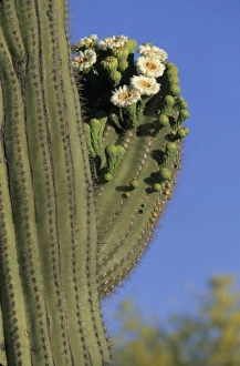 Giant saguaro cactus (Cereus giganteus) in bloom, Saguaro National Park, Tucson, Arizona