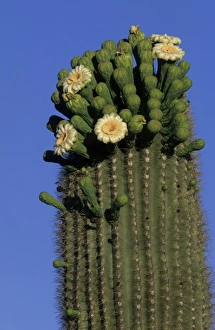 Giant saguaro cactus (Cereus giganteus) in bloom, Saguaro National Park, Tucson, Arizona