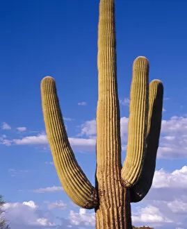 Giant Saguaro cactus against an evening sky in Organ Pipe Cactus Nat l Park, AZ