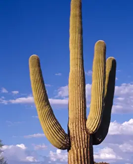 Greg Probst Prints: Giant Saguaro cactus against an evening sky in Organ Pipe Cactus Nat l Park, AZ