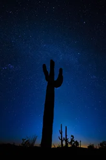 Glow Prints: A giant saguaro cactus silhouettes in the clear Arizona evening
