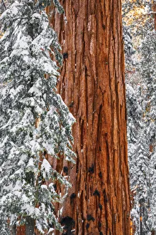 Sierra Prints: Giant Sequoia in the Congress Grove in winter, Giant Forest, Sequoia National Park