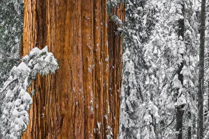 Images Dated 11th December 2019: Giant Sequoia in the Congress Grove in winter, Giant Forest, Sequoia National Park