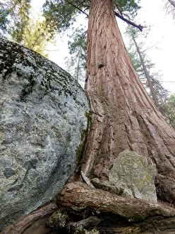 Tall Prints: Giant sequoia growing against and over big boulder, Sequoia National Park, California