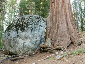 Tall Prints: Giant sequoia growing against and over big boulder, Sequoia National Park, California