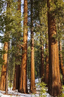 Sierra Prints: Giant Sequoia (Sequoiadendron giganteum) in the Mariposa Grove