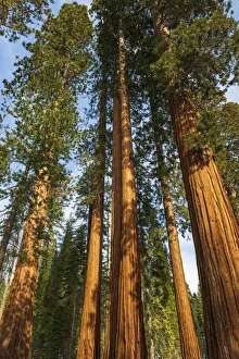 Images Dated 2nd March 2022: Giant Sequoia (Sequoiadendron giganteum) in the Mariposa Grove