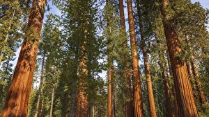 Images Dated 2nd March 2022: Giant Sequoia (Sequoiadendron giganteum) in the Mariposa Grove