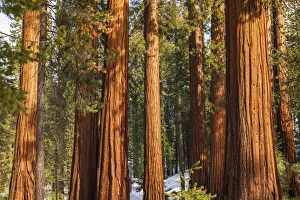 Images Dated 2nd March 2022: Giant Sequoia (Sequoiadendron giganteum) in the Mariposa Grove