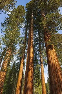 Images Dated 2nd March 2022: Giant Sequoia (Sequoiadendron giganteum) in the Mariposa Grove