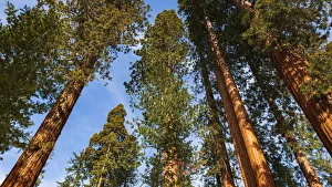 Images Dated 2nd March 2022: Giant Sequoia (Sequoiadendron giganteum) in the Mariposa Grove