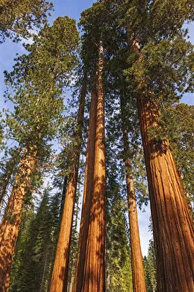 Images Dated 2nd March 2022: Giant Sequoia (Sequoiadendron giganteum) in the Mariposa Grove