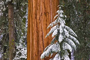 Snowy Prints: Giant Sequoia (Sequoiadendron giganteum) in winter, Giant Forest, Sequoia National Park