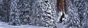 Images Dated 12th November 2004: A Giant Sequoia in a snow covered forest of small Sequoia trees, Grant Grove, Sequoia