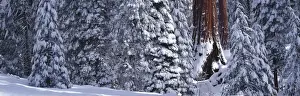 Greg Probst Prints: A Giant Sequoia in a snow covered forest of small Sequoia trees, Grant Grove, Sequoia