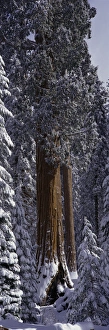 Strength Prints: Giant Sequoia tree covered in fresh snow, Sequoia Kings Canyon National Park, California