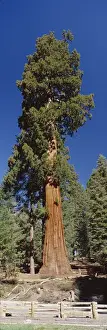 Greg Probst Prints: Giant Sequoia tree (Sequoiadendron giganteum) in Giant Forest