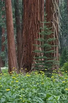 Images Dated 11th June 2007: Giant Sequoia trees in the forest, Sequoia and Kings Canyon National Park, California