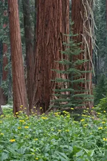Giant Sequoia trees in the forest, Sequoia and Kings Canyon National Park, California