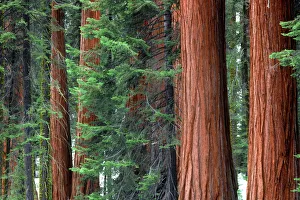 Prints of Giant Sequoias amid young pines in the Giant Forest, Sequoia National Park, California, USA Images Dated 2018 December: Giant Sequoias amid young pines in the Giant Forest