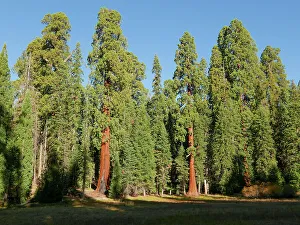 Tall Prints: Giant sequoias, Sequoia National Park, California