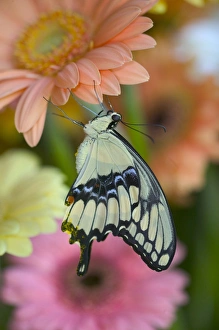 Images Dated 28th June 2005: Giant Swallowtail Butterfly