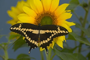 Images Dated 24th July 2005: Giant Swallowtail Butterfly, Papilio cresphontes