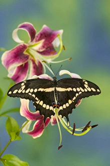 Images Dated 30th July 2005: Giant Swallowtail Butterfly, Papilio cresphontes