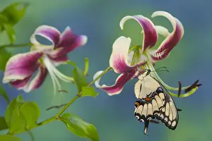 Giant Swallowtail Butterfly - Papilio cresphontes on Black Beauty Oriental Lily Sammamish