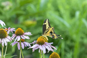 Prints of Giant Swallowtail (Papilio cresphontes) on Purple Coneflower (Echinacea purpurea), Marion County, Illinois Images Dated 2020 May: Giant Swallowtail (Papilio cresphontes) on Purple Coneflower (Echinacea purpurea)
