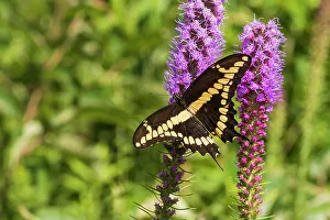 Alighting Prints: Giant Swallowtail on Prairie blazing star