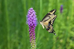 Alighting Prints: Giant Swallowtail on Prairie blazing star