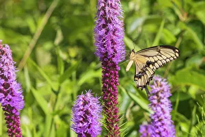 Alighting Prints: Giant Swallowtail on Prairie blazing star