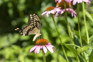Prints of Giant swallowtail on purple coneflower, Marion County, Illinois Images Dated 2019 May: Giant swallowtail on purple coneflower, Marion County, Illinois