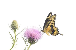 Prints of Giant Swallowtail on thistle. Marion County, Illinois, USA Images Dated 2019 May: Giant Swallowtail on thistle. Marion County, Illinois, USA