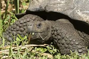 Images Dated 11th March 2015: Giant Tortoise at El Rancho Manzanillo (Giant Tortoise Reserve)