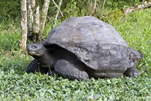 Tortoise Prints: Giant Tortoise at El Rancho Manzanillo (Giant Tortoise Reserve)
