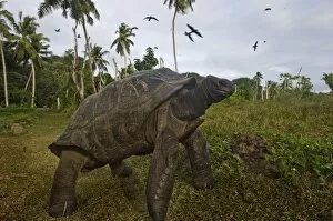 Images Dated 4th July 2006: Giant Tortoise on Fregate Island