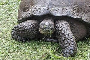 Tortoise Prints: Giant tortoise is found in the Giant Tortoise Reserve on Santa Cruz Island