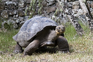 Images Dated 8th March 2015: Giant Tortoise in highlands of Floreana Island, Galapagos Islands