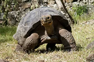 giant tortoise highlands floreana island