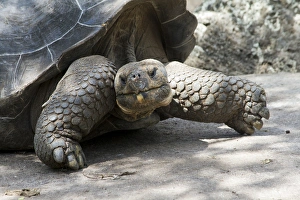 Images Dated 8th March 2015: Giant Tortoise in highlands of Floreana Island, Galapagos Islands