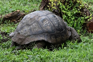 Mallorie Ostrowitz Prints: Giant tortoise found in the nature preserve on Santa Cruz Island in the Galapagos Islands