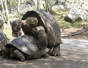 Mating Prints: Giant Tortoises with mating behavior, highlands of Floreana Island, Galapagos Islands