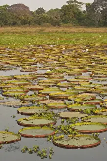Images Dated 30th September 2007: Giant or Victoria Lilies (Victoria amazonica) previously Victoria regis