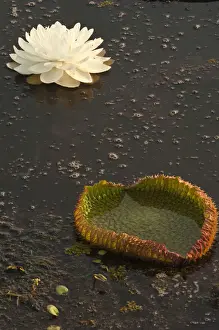 Giant or Victoria Lilies (Victoria amazonica) previously Victoria regis