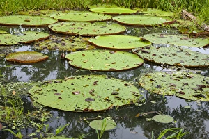 Images Dated 13th September 2014: These giant water lilies, up to 8 feet in diameter, are only foud in the amazon Rainforest