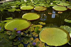 Images Dated 21st March 2015: Giant water lilies, Wintergardens, Auckland Domain, Auckland, North Island, New Zealand