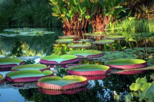 Prints of The giant water lily, a floating aquatic plant, decorates the open water of a pond at Naples Botanical Garden, Collier County, Florida Images Dated 2024 November: The giant water lily, a floating aquatic plant