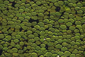 Floating Prints: Giant Water Lily (Victoria amazonica) Savanna Rurununi GUYANA South America